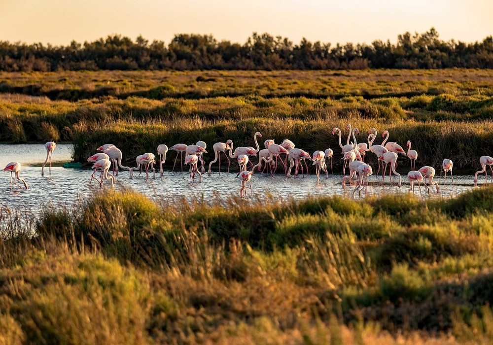 La Camargue
