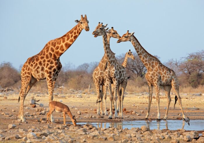 Croisière/safari en Afrique Australe